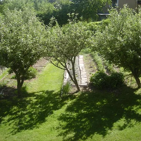 Red Tree 弗尔赫拉比